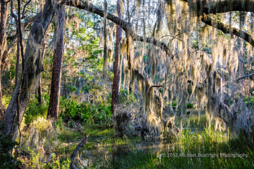 Sapelo Island