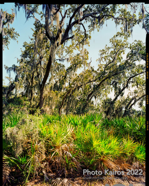 Sapelo 2022