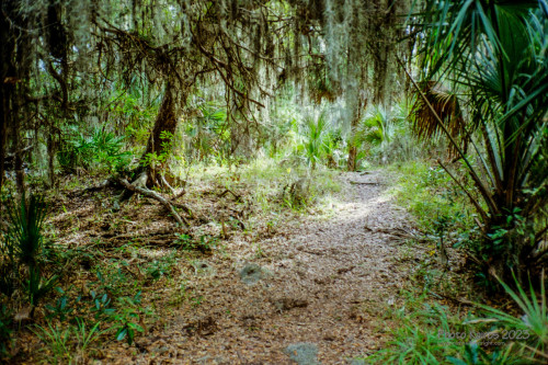 Sapelo 2023