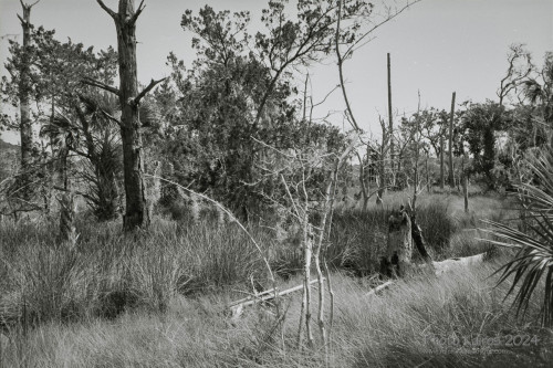 Sapelo 2024